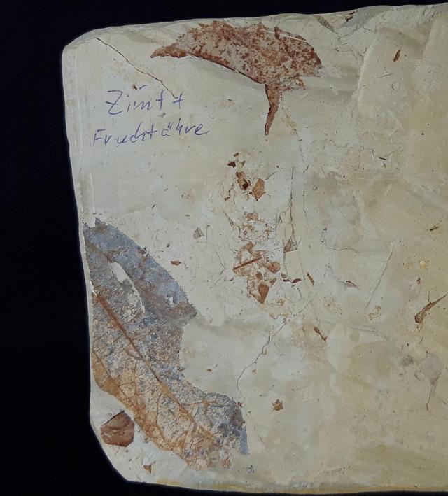 Fruchtstand indet. & Daphnogene polymorpha ETTINGSHAUSEN 1851 - Bild © FossNet FossilienStore